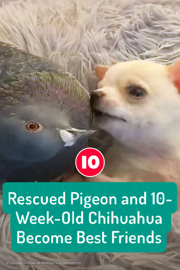 Rescued Pigeon and 10-Week-Old Chihuahua Become Best Friends