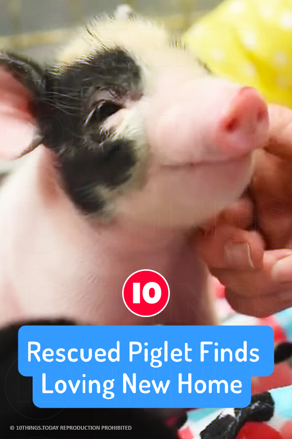 Rescued Piglet Finds Loving New Home
