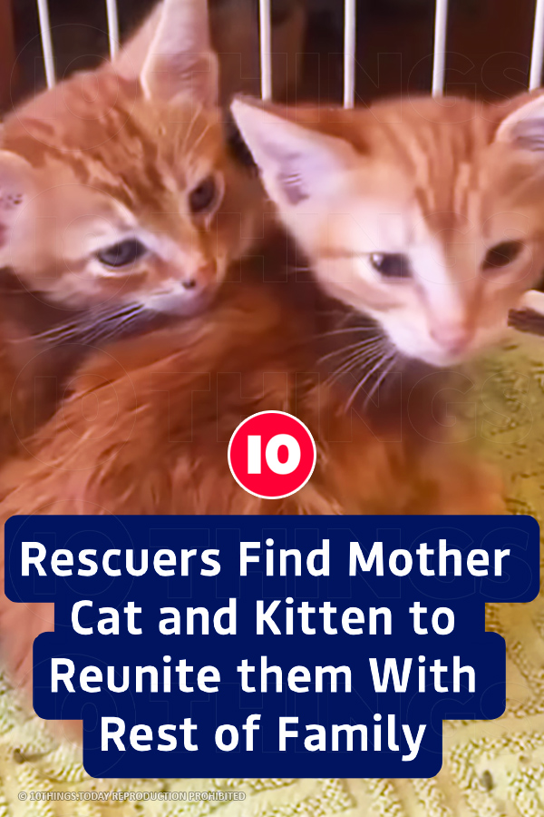 Rescuers Find Mother Cat and Kitten to Reunite them With Rest of Family
