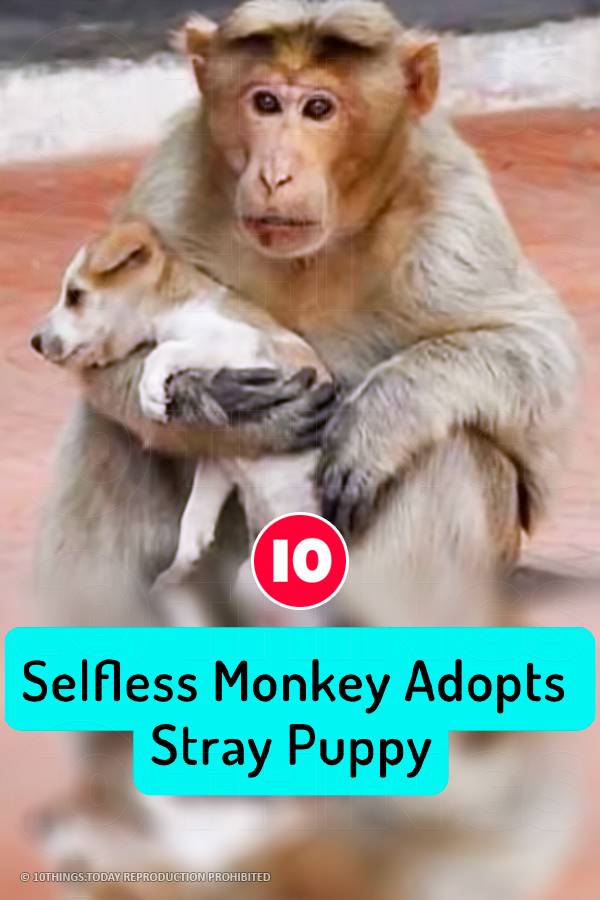 Selfless Monkey Adopts Stray Puppy