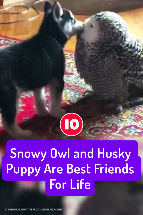 Snowy Owl and Husky Puppy Are Best Friends For Life