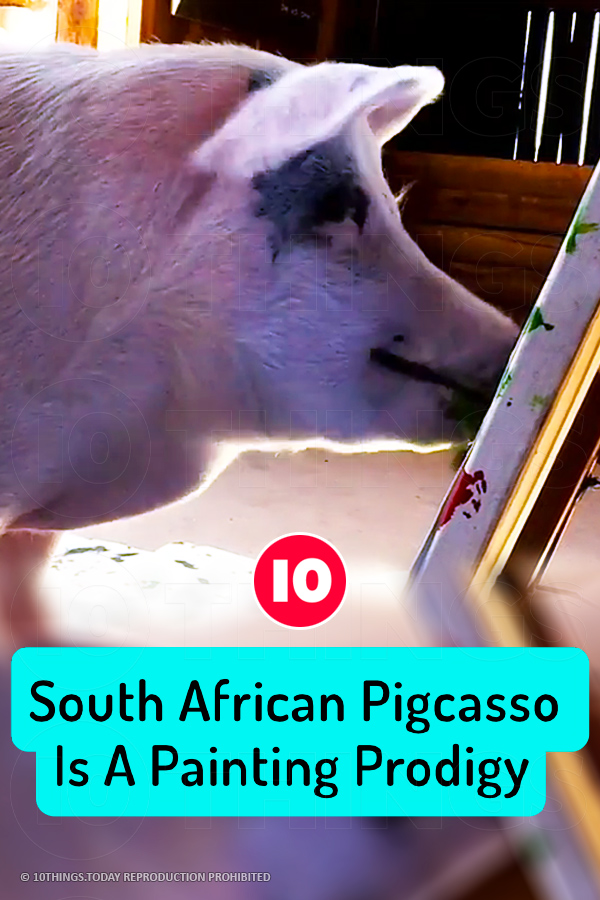 South African Pigcasso Is A Painting Prodigy