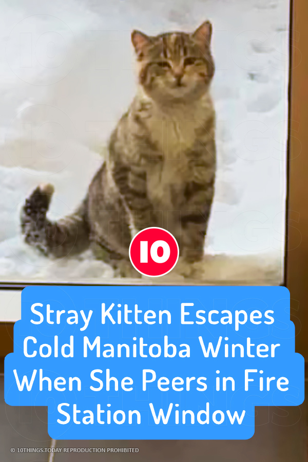 Stray Kitten Escapes Cold Manitoba Winter When She Peers in Fire Station Window