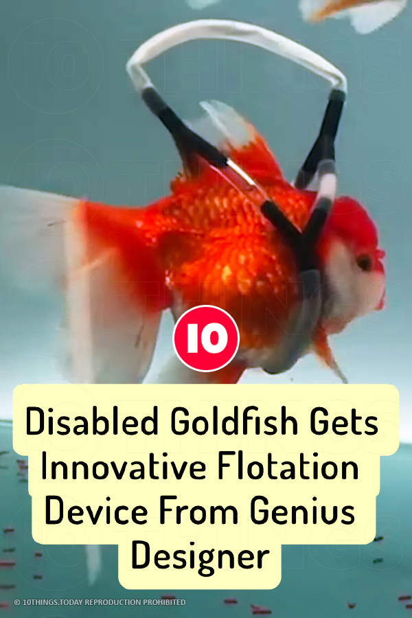 Disabled Goldfish Gets Innovative Flotation Device From Genius Designer
