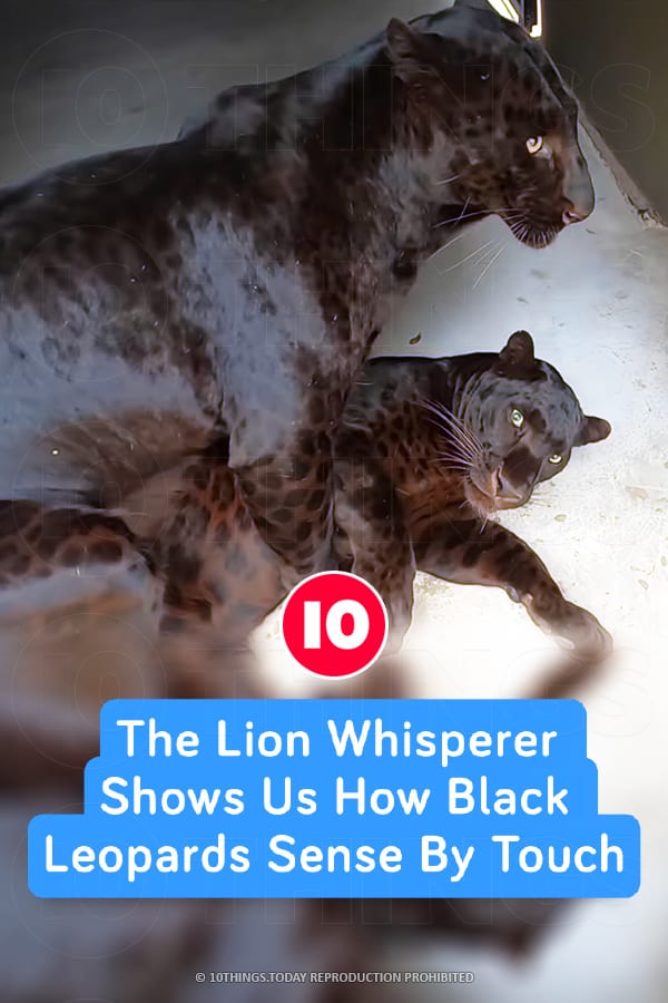 The Lion Whisperer Shows Us How Black Leopards Sense By Touch