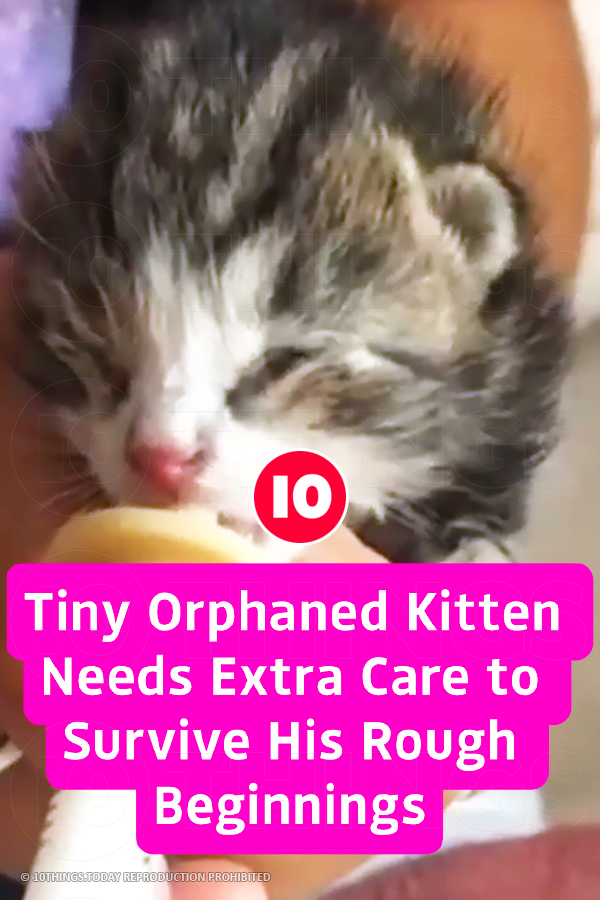 Tiny Orphaned Kitten Needs Extra Care to Survive His Rough Beginnings