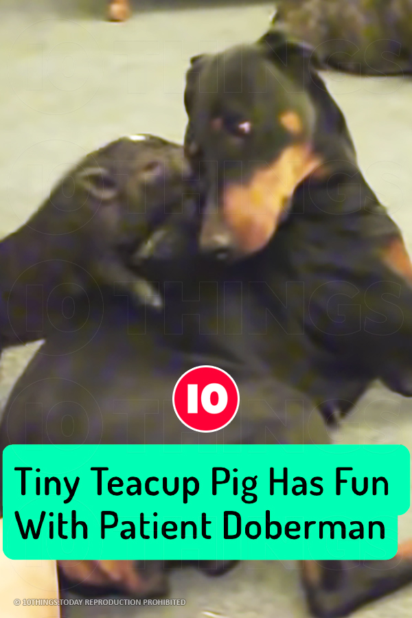 Tiny Teacup Pig Has Fun With Patient Doberman