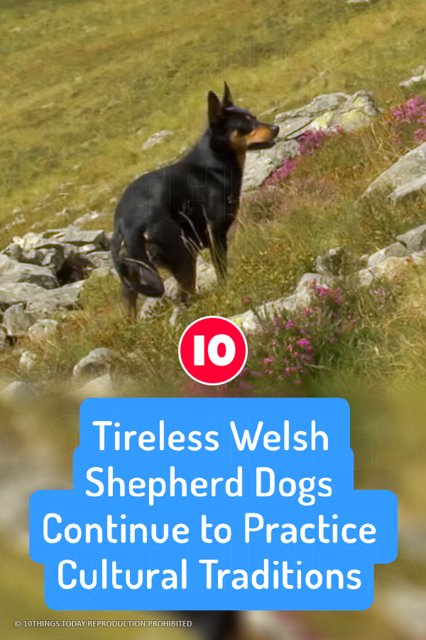 Tireless Welsh Shepherd Dogs Continue to Practice Cultural Traditions