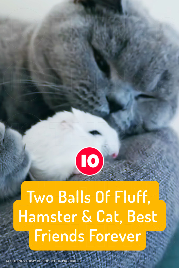 Two Balls Of Fluff, Hamster & Cat, Best Friends Forever