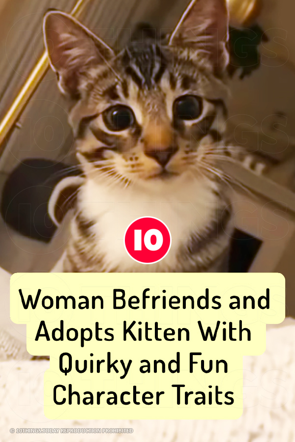 Woman Befriends and Adopts Kitten With Quirky and Fun Character Traits