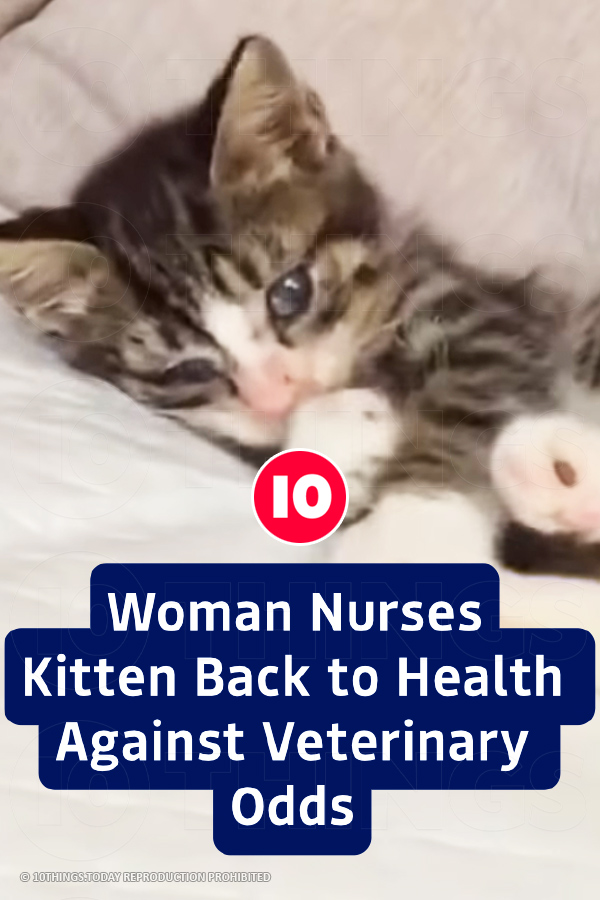 Woman Nurses Kitten Back to Health Against Veterinary Odds
