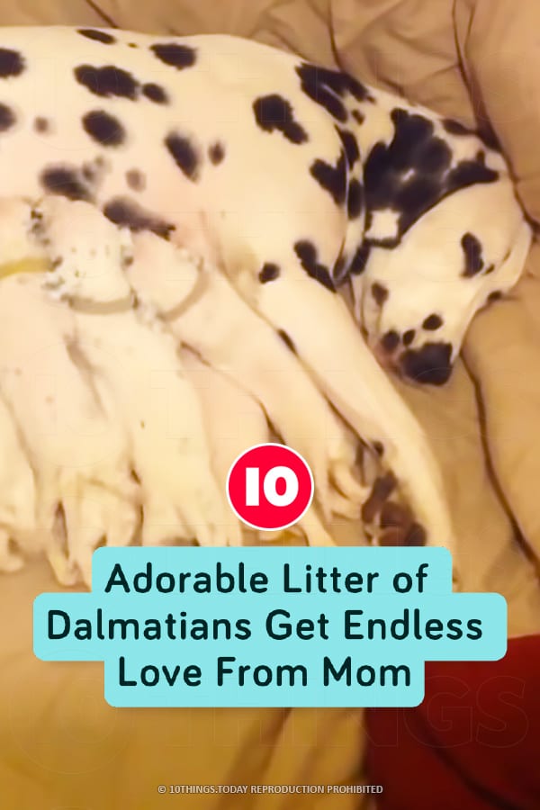 Adorable Litter of Dalmatians Get Endless Love From Mom
