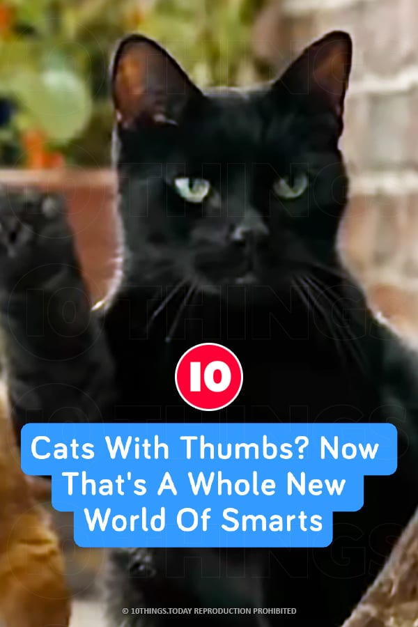 Cats With Thumbs? Now That\'s A Whole New World Of Smarts