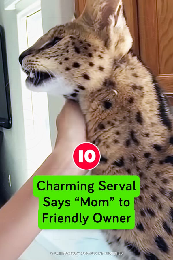 Charming Serval Says “Mom” to Friendly Owner