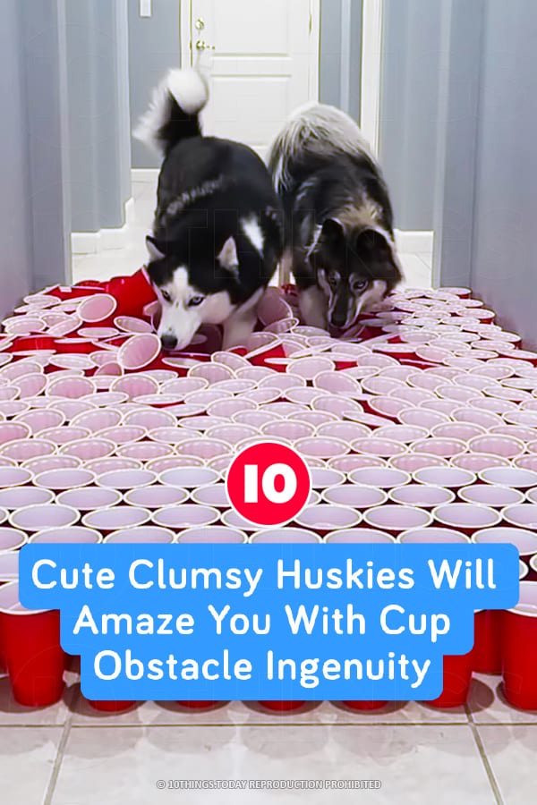 Cute Clumsy Huskies Will Amaze You With Cup Obstacle Ingenuity