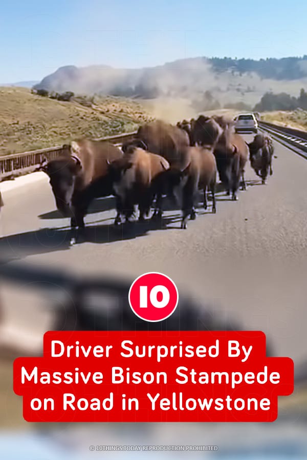 Driver Surprised By Massive Bison Stampede on Road in Yellowstone