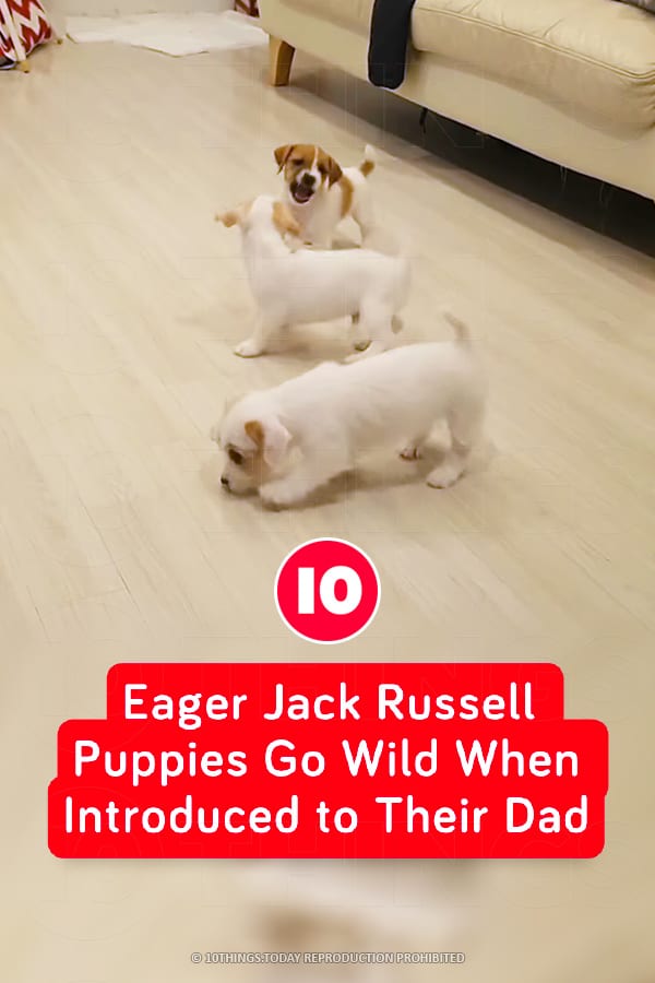 Eager Jack Russell Puppies Go Wild When Introduced to Their Dad