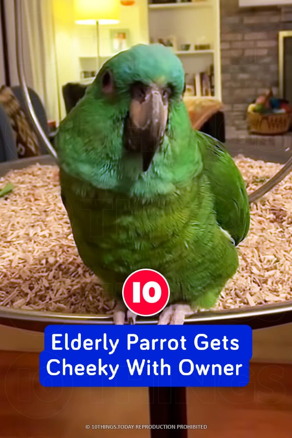 Elderly Parrot Gets Cheeky With Owner