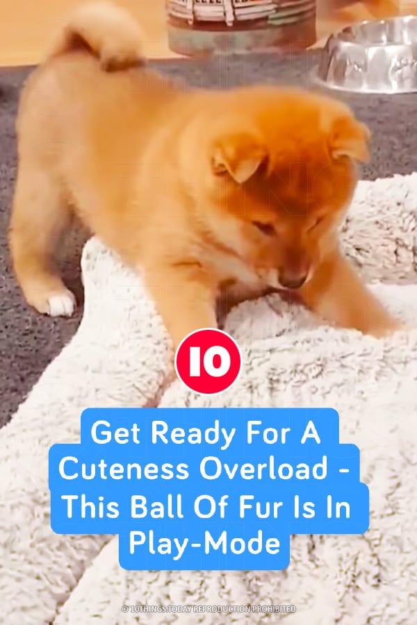 Get Ready For A Cuteness Overload - This Ball Of Fur Is In Play-Mode