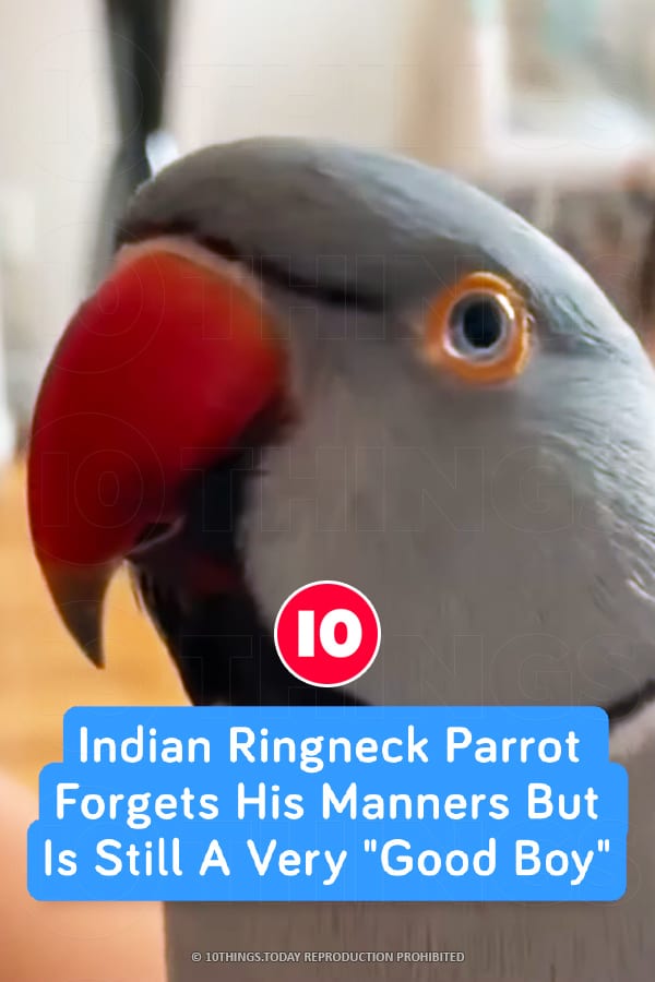 Indian Ringneck Parrot Forgets His Manners But Is Still A Very \