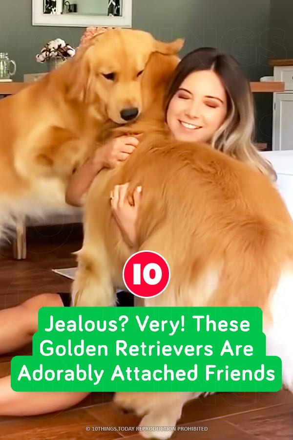 Jealous? Very! These Golden Retrievers Are Adorably Attached Friends