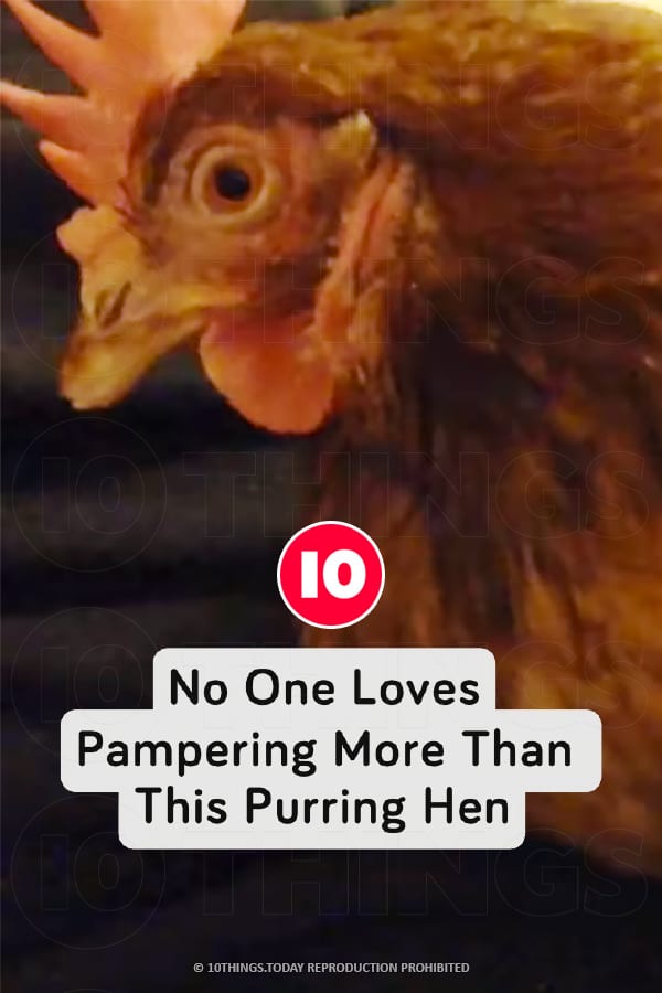 No One Loves Pampering More Than This Purring Hen