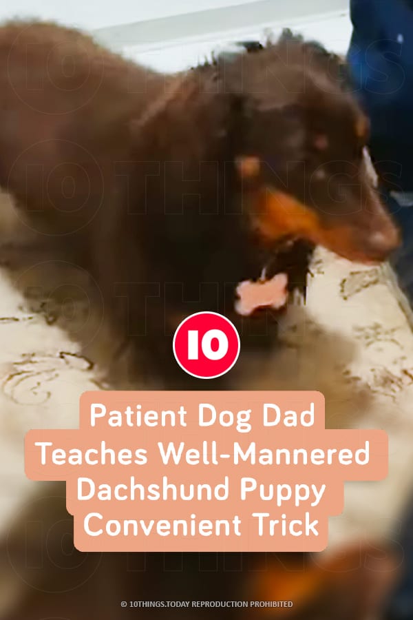 Patient Dog Dad Teaches Well-Mannered Dachshund Puppy Convenient Trick