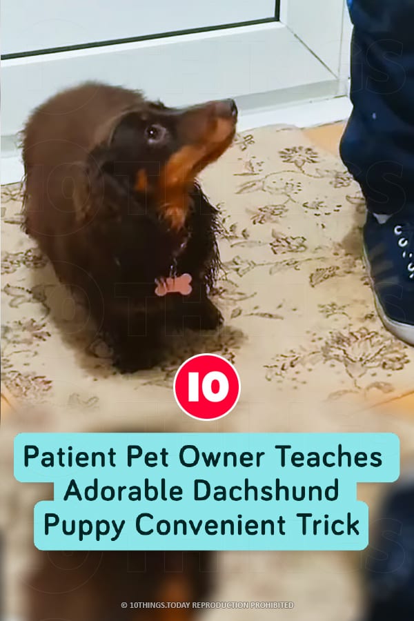Patient Pet Owner Teaches Adorable Dachshund Puppy Convenient Trick