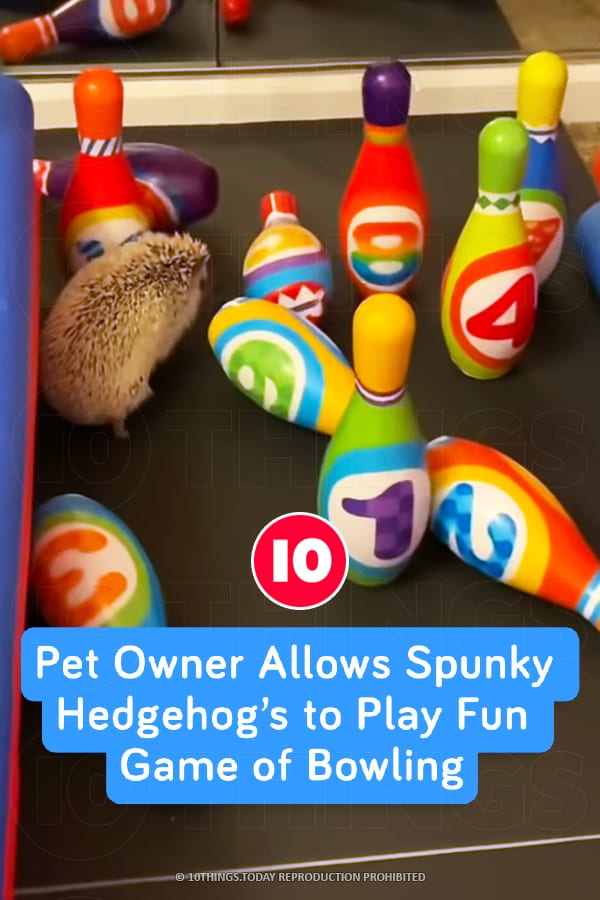 Pet Owner Allows Spunky Hedgehog’s to Play Fun Game of Bowling