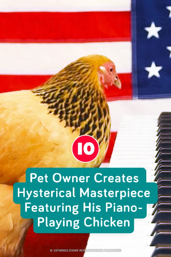 Pet Owner Creates Hysterical Masterpiece Featuring His Piano-Playing Chicken