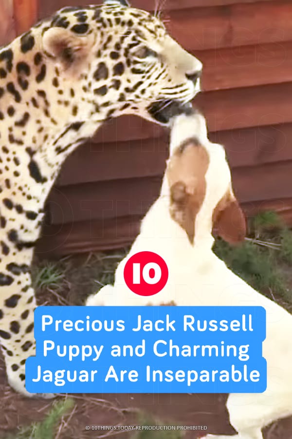 Precious Jack Russell Puppy and Charming Jaguar Are Inseparable