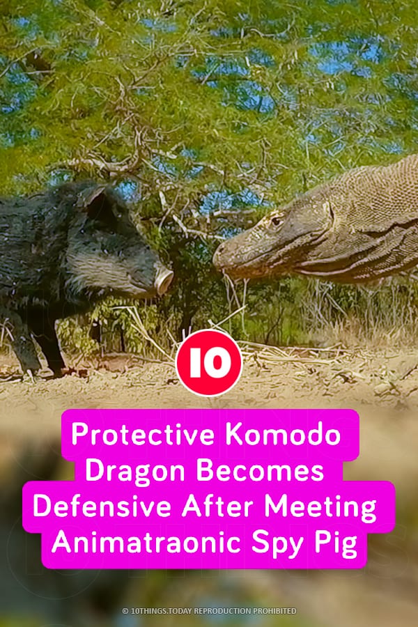 Protective Komodo Dragon Becomes Defensive After Meeting Animatraonic Spy Pig