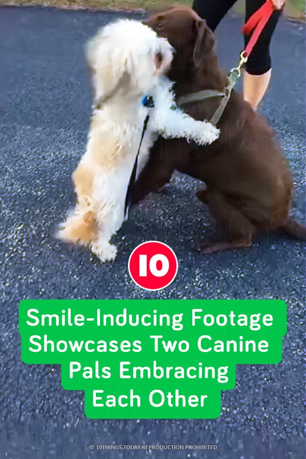 Smile-Inducing Footage Showcases Two Canine Pals Embracing Each Other
