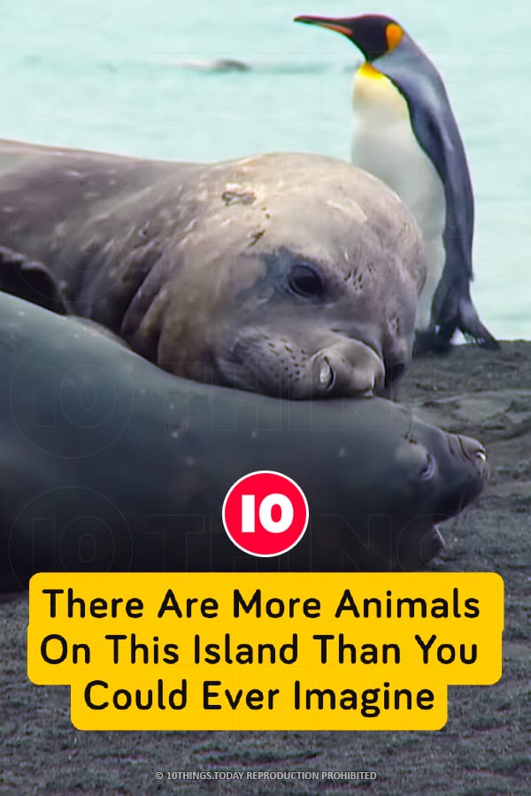 There Are More Animals On This Island Than You Could Ever Imagine