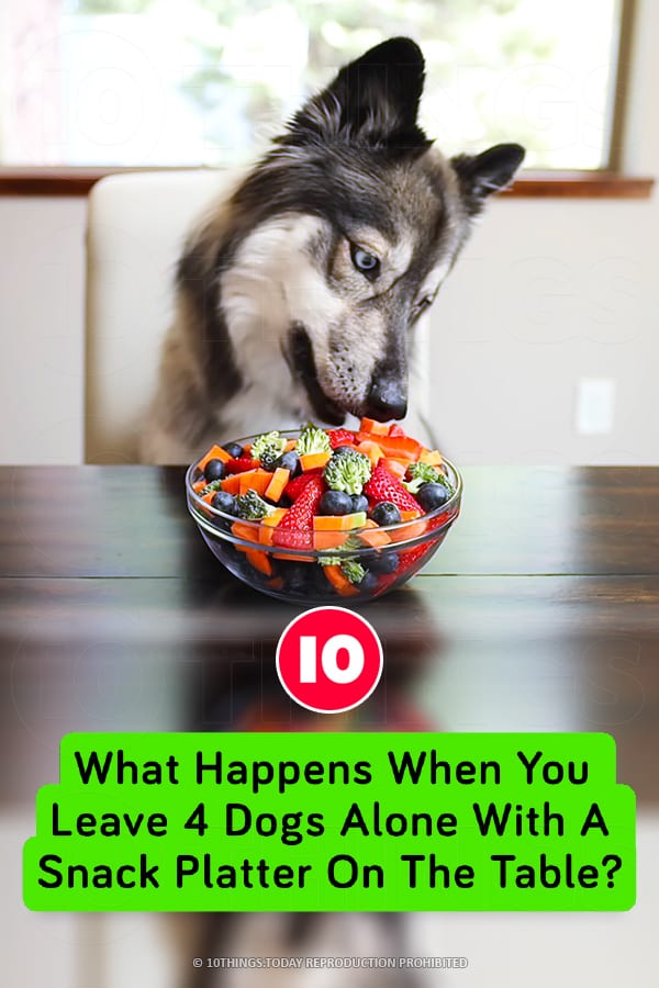 What Happens When You Leave 4 Dogs Alone With A Snack Platter On The Table?