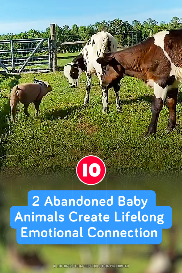 2 Abandoned Baby Animals Create Lifelong Emotional Connection