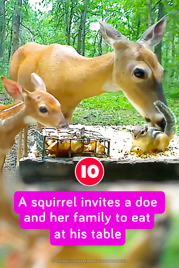 A squirrel invites a doe and her family to eat at his table