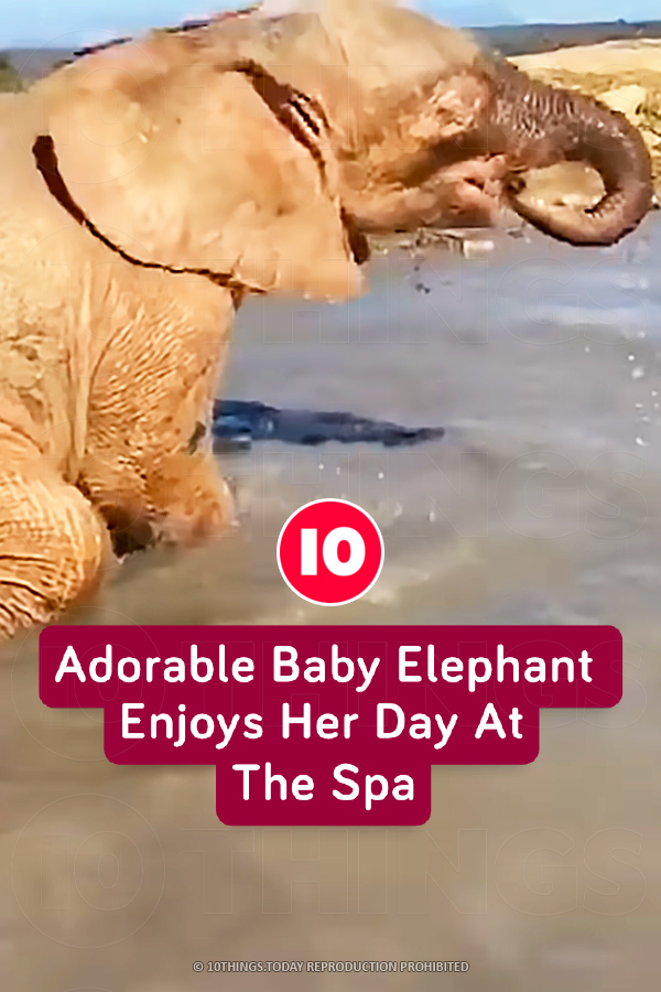 Adorable Baby Elephant Enjoys Her Day At The Spa