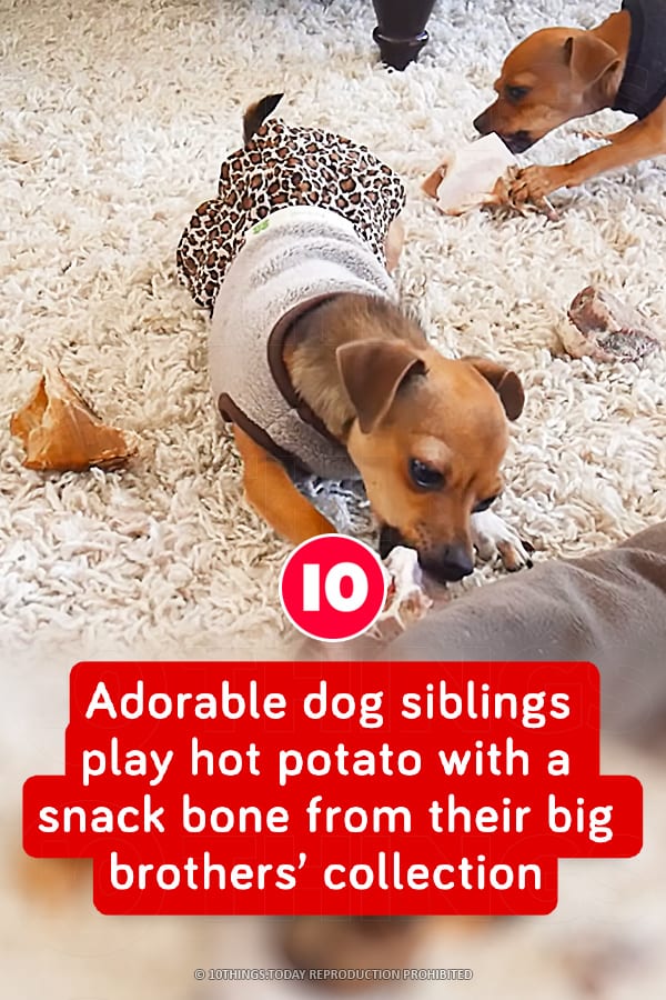 Adorable dog siblings play hot potato with a snack bone from their big brothers’ collection