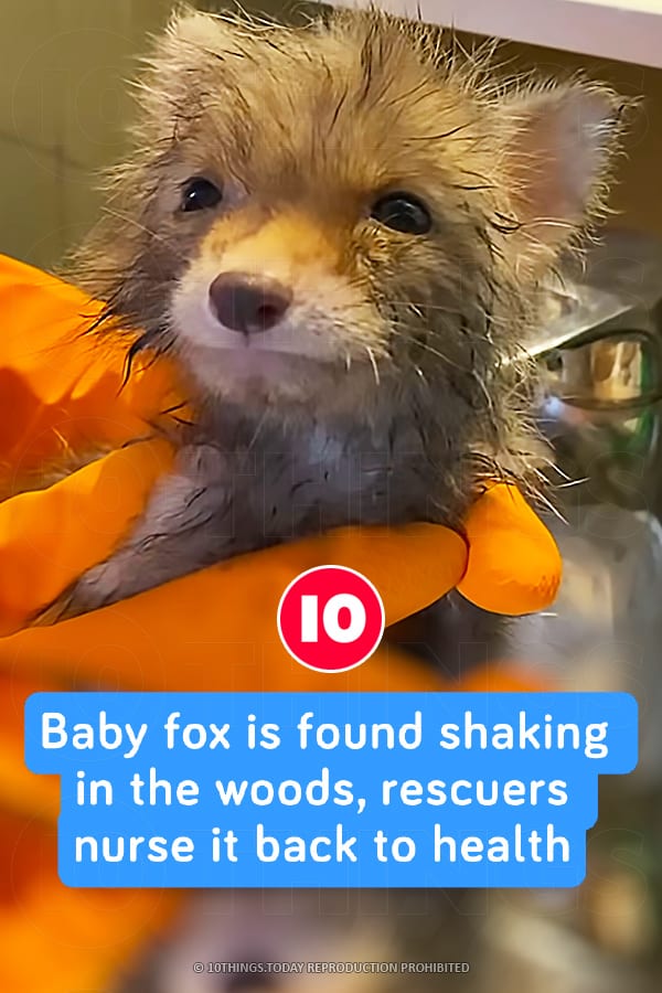 Baby fox is found shaking in the woods, rescuers nurse it back to health