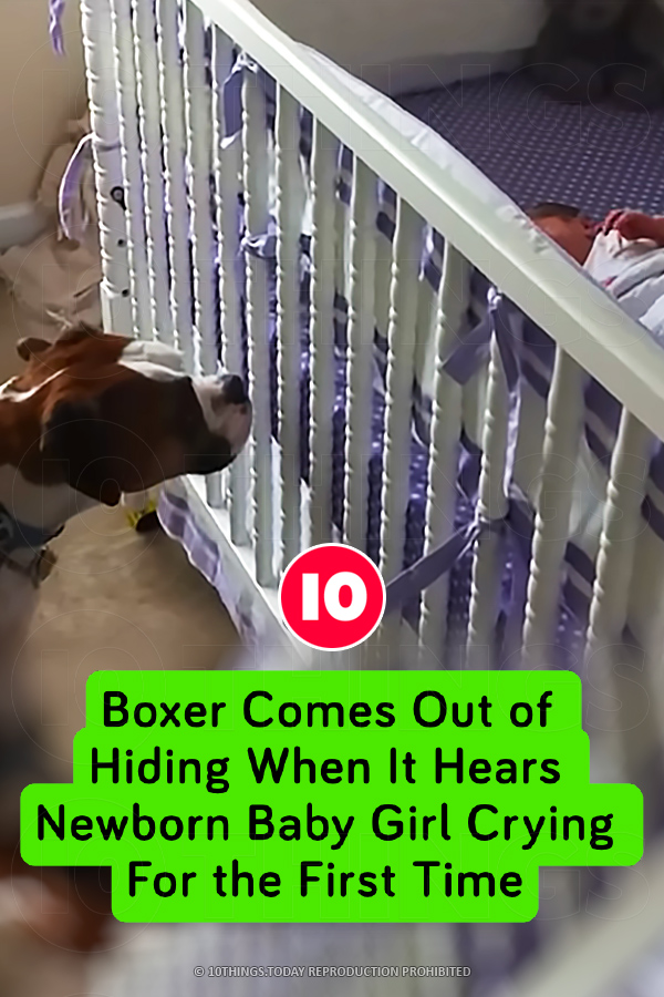 Boxer Comes Out of Hiding When It Hears Newborn Baby Girl Crying For the First Time