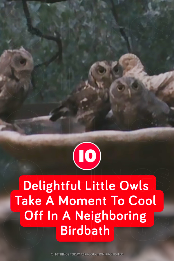 Delightful Little Owls Take A Moment To Cool Off In A Neighboring Birdbath