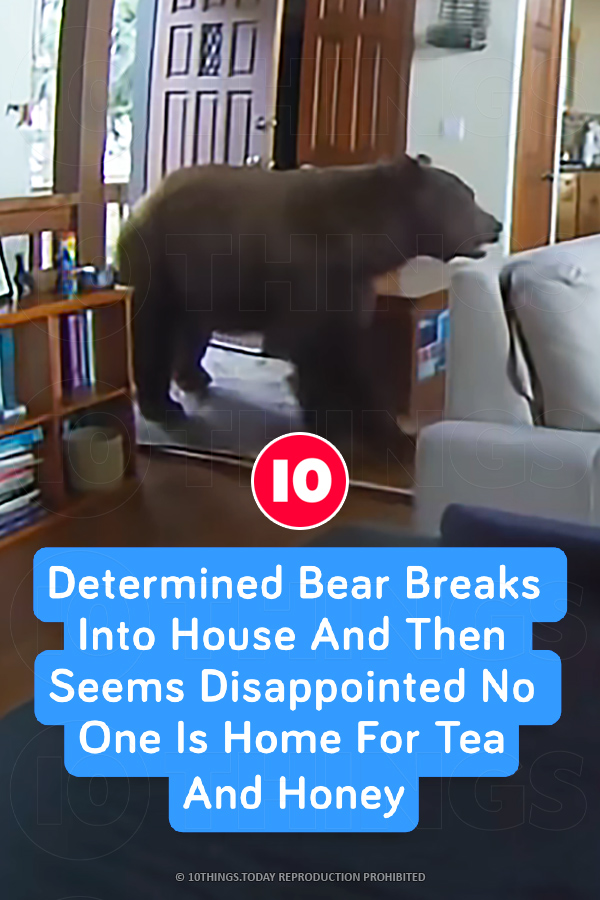 Determined Bear Breaks Into House And Then Seems Disappointed No One Is Home For Tea And Honey