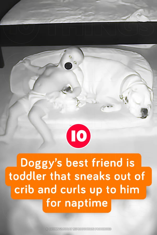 Doggy’s best friend is toddler that sneaks out of crib and curls up to him for naptime