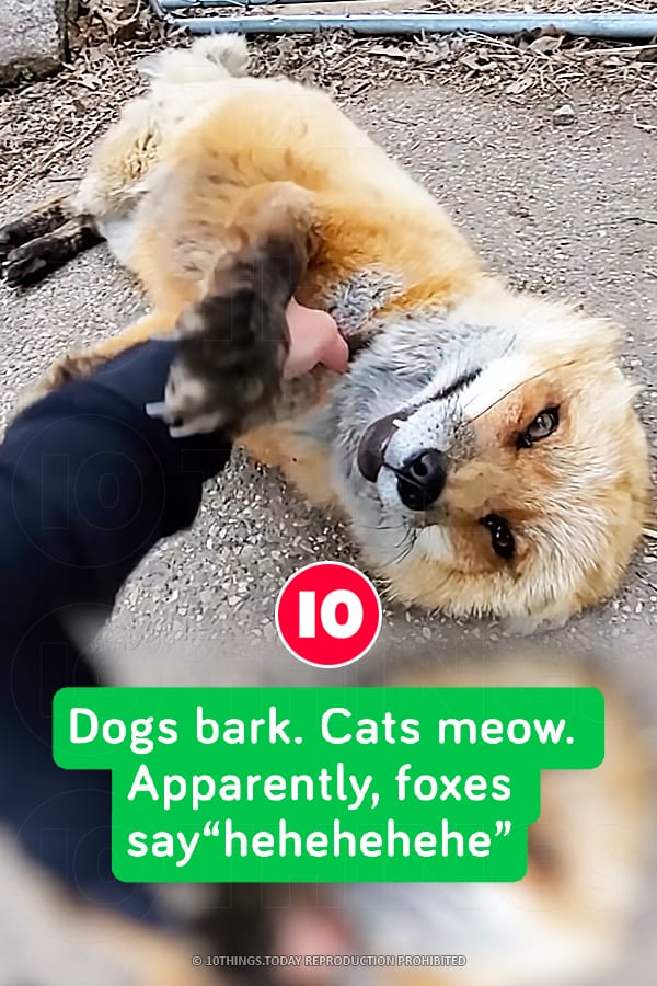 Dogs bark. Cats meow. Apparently, foxes say“hehehehehe”