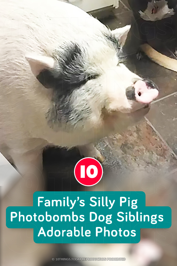 Family’s Silly Pig Photobombs Dog Siblings Adorable Photos