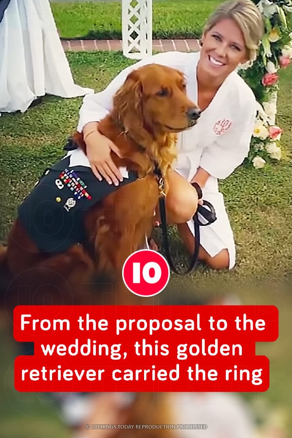 From the proposal to the wedding, this golden retriever carried the ring