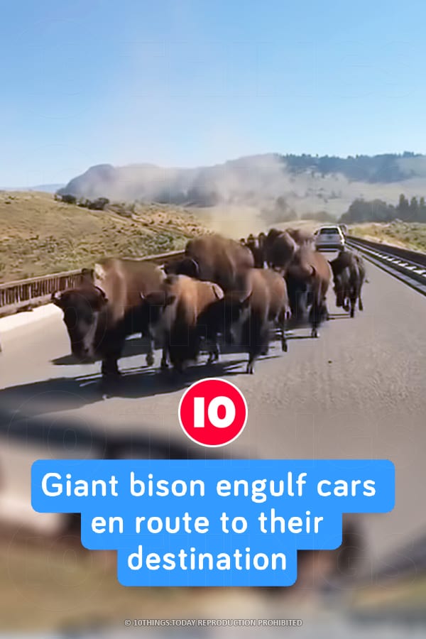 Giant bison engulf cars en route to their destination