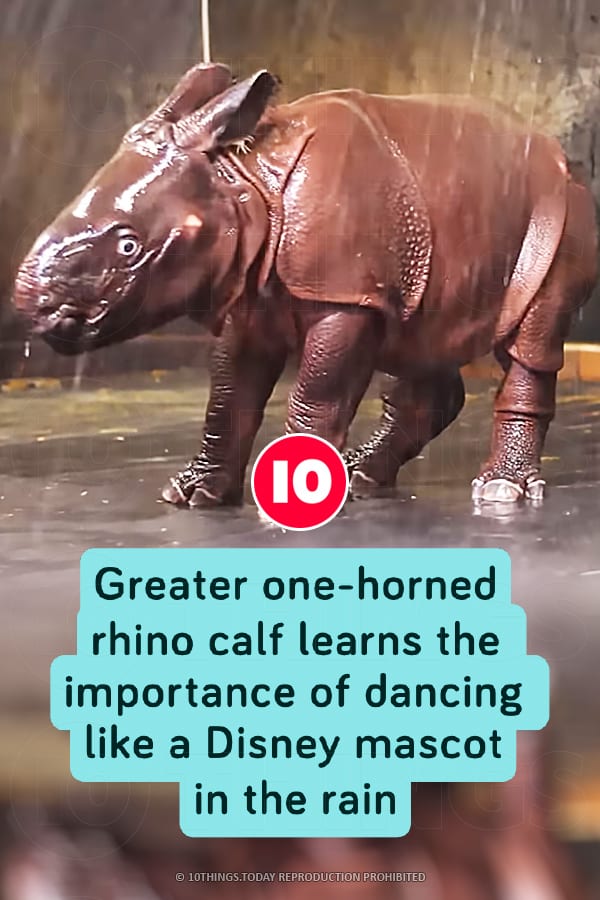 Greater one-horned rhino calf learns the importance of dancing like a Disney mascot in the rain