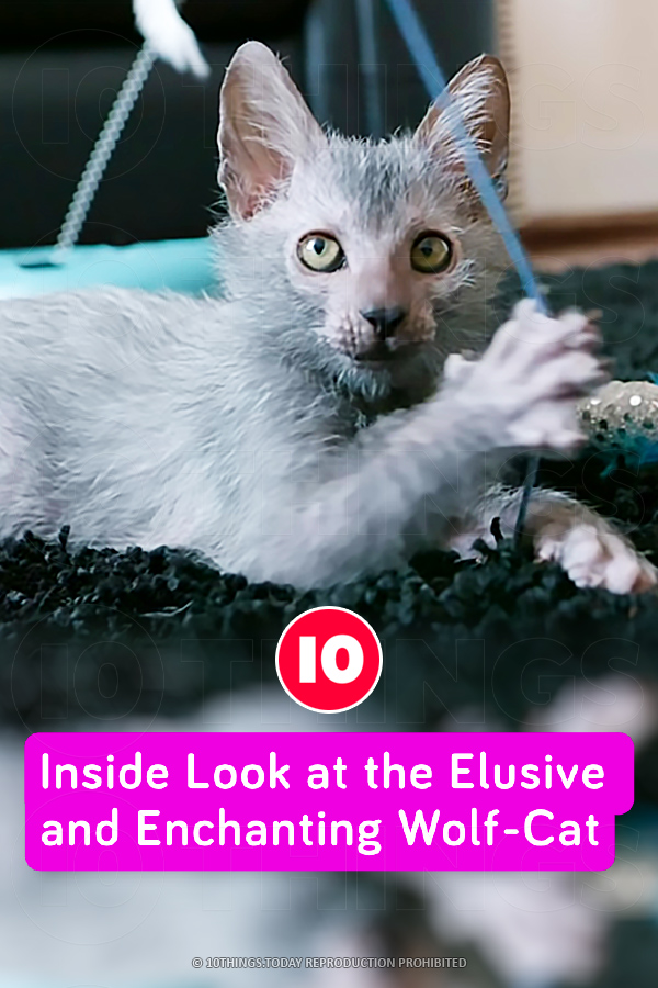 Inside Look at the Elusive and Enchanting Wolf-Cat